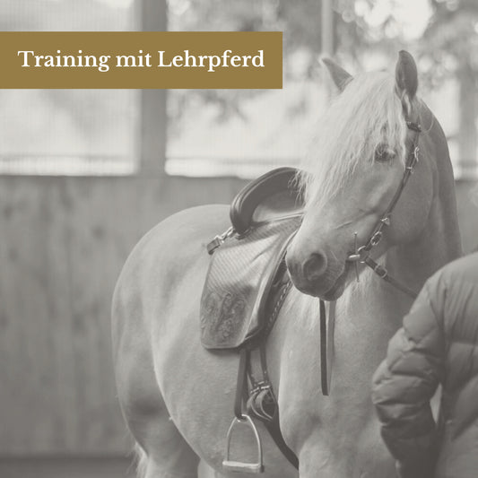 Training mit Lehrpferd